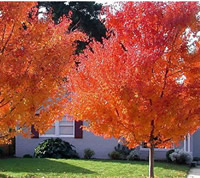 應(yīng)用于庭院景觀的美國(guó)紅楓鑒賞