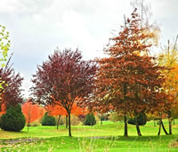 應(yīng)用于草坪、濕地的紅楓鑒賞