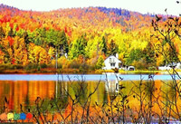 應(yīng)用于風(fēng)景山林美國(guó)紅楓鑒賞 