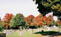 應(yīng)用于陵園、公墓的美國(guó)紅楓鑒賞