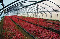 美國(guó)紅楓秋紅楓扦插苗