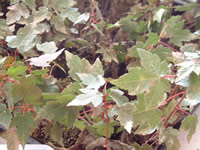 美國(guó)紅點(diǎn)紅楓扦插小苗