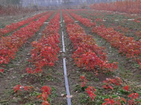 美國(guó)紅楓扦插小苗