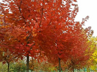 美國(guó)紅點(diǎn)紅楓